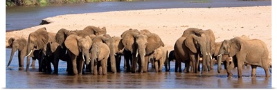 Herd of African elephants at a river