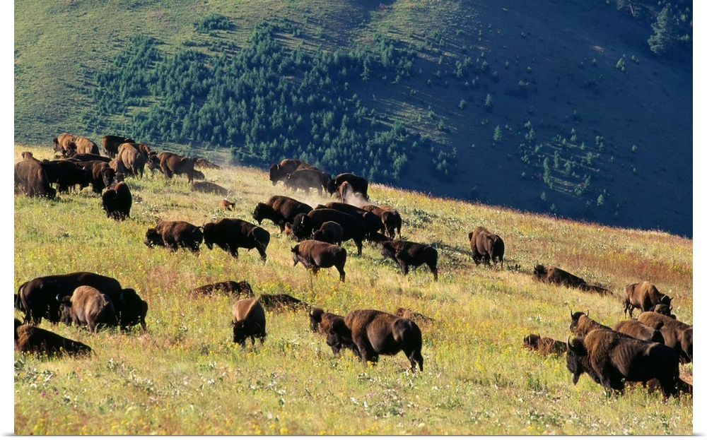 Herd Of Bison (Bison Bison) In Mountain Meadow