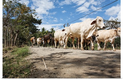 Herd of cattle walking on a dirt road, Alajuela, Alajuela Province, Costa Rica