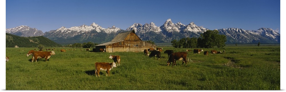 Long and narrow photo on canvas of cows in a pasture with a barn and rugged snowy mountains in the distance.