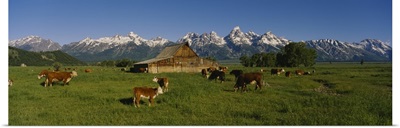 Herd of cows grazing in a field, Grand Teton National Park, Wyoming