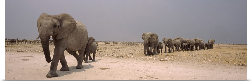 Herd of female African elephants Loxodonta africana with their calves Etosha National Park Kunene Region Namibia