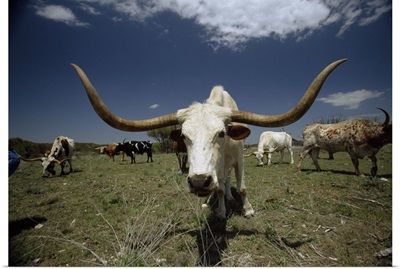 Herd of Texas Longhorn cattle in a field