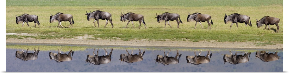 Herd of wildebeests walking in a row along a river, Ngorongoro Crater, Ngorongoro Conservation Area, Tanzania