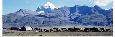 Herd of yak and tents in front of mountains, Tibet