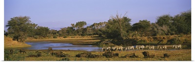 Herd of Zebra (Equus grevyi) and African Buffalo (Syncerus caffer) in a field, Uaso Nyrio River, Samburu, Kenya