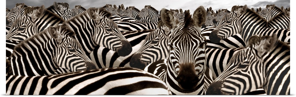 Wide angle photograph on large canvas of a herd of zebras beneath a cloudy grey sky.