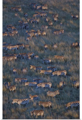 Herd of zebras grazing in a field, Masai Mara National Reserve, Kenya (Equus burchelli chapmani)