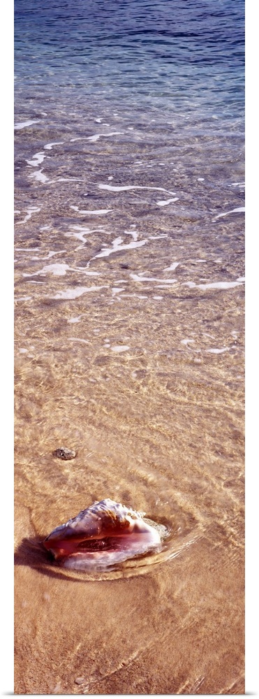 Vertical panoramic of ocean waves running over a seashell in the sand.