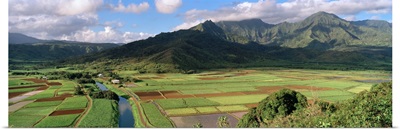 High angle view of a field with mountains in the background, Hanalei Valley, Kauai, Hawaii