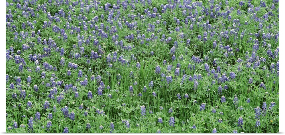 High angle view of a grassy field, Texas Blue Bonnets, Austin, Texas