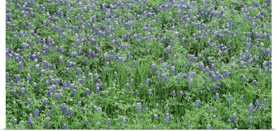 High angle view of a grassy field, Texas Blue Bonnets, Austin, Texas