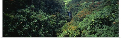 High angle view of a rainforest, Hawaii