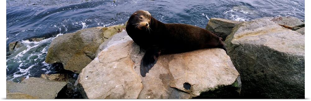 High angle view of a sea lion lying on a rock at the coast, Fishermans Wharf, Monterey, California