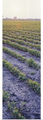 High angle view of a Soybean field, Chase County, Kansas