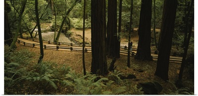 High angle view of a trial passing through the forest, Bohemian Grove, Muir Woods, California
