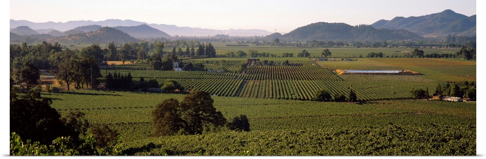 High angle view of a vineyard, Geyserville, California