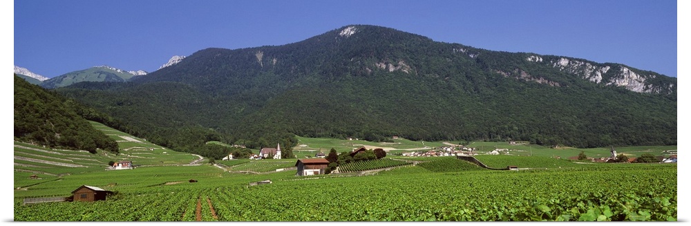 High angle view of a vineyard, Valais, Switzerland