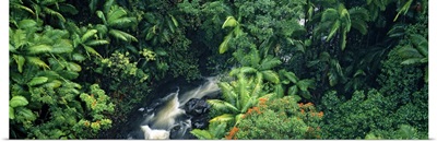 High angle view of a waterfall in a rainforest, Hamakua Coast, Hawaii