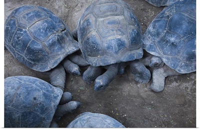 High angle view of Aldabra Giant tortoise (Aldabrachelys elephantina)