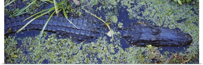 High angle view of an alligator swimming in a river, Florida