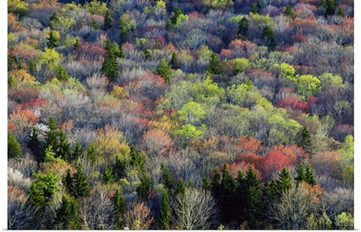 High angle view of Appalachian hardwood forest, Blue Ridge Parkway, spring, North Carolina