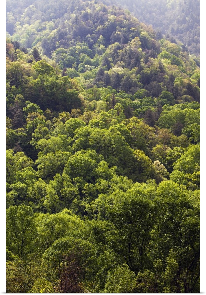 High angle view of Appalachian hardwood forest, spring, Great Smoky Mountains National Park, Tennessee