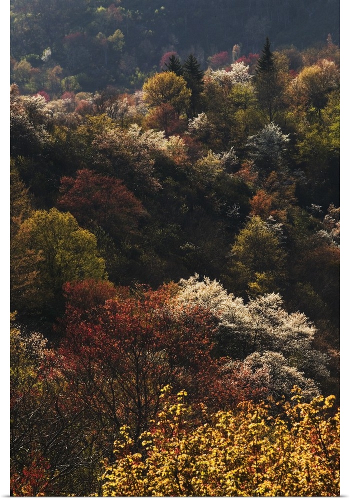 High angle view of Appalachian hardwood forest with serviceberry trees (Amelanchier arborea) in bloom, Blue Ridge Parkway,...