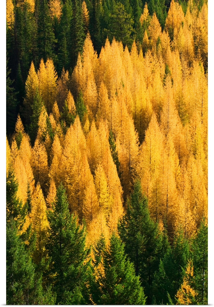 High angle view of autumn color larch trees in pine tree forest, Montana