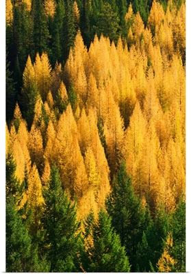 High angle view of autumn color larch trees in pine tree forest, Montana