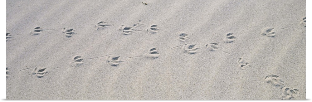 High angle view of bird footprints on the sand, Australia