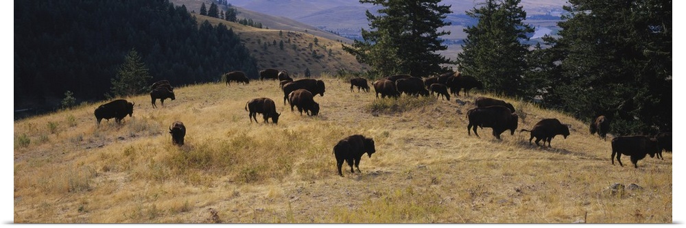 High angle view of bisons grazing, National Bison Range, Moiese, Montana