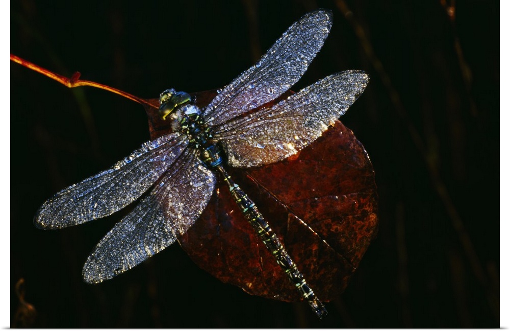 High angle view of blue darner dragonfly on leaf, close up, Canada.