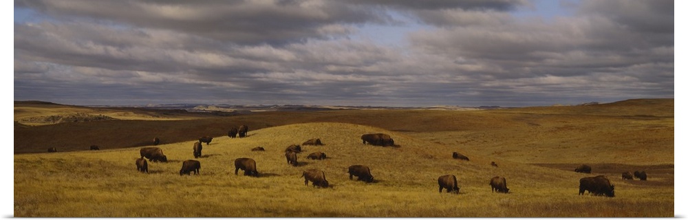 Panoramic shot taken of a herd of buffaloes feeding on an open field with hills going back into the distance.