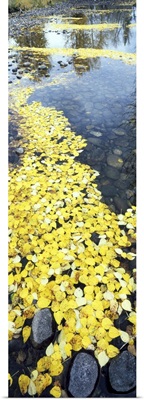 High angle view of fallen leaves floating on water, Cottonwood Creek, Grand Teton National Park, Wyoming