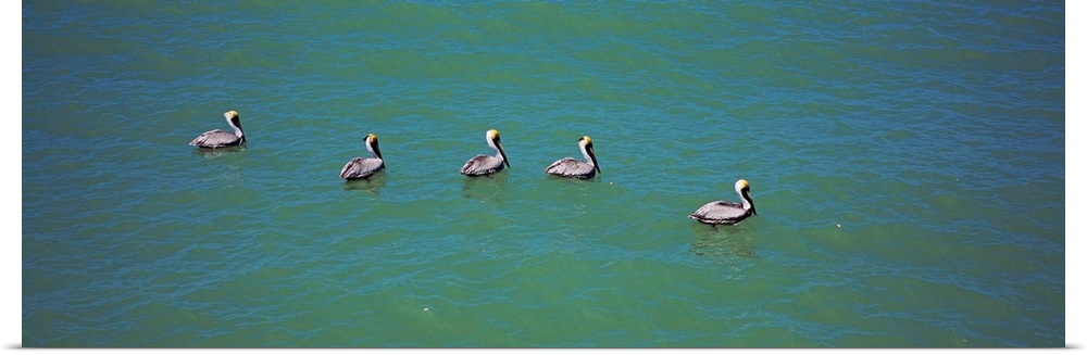High angle view of five pelicans in water, Gulf Of Mexico, Florida