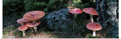 High angle view of Fly Agaric mushrooms, French Riviera, France