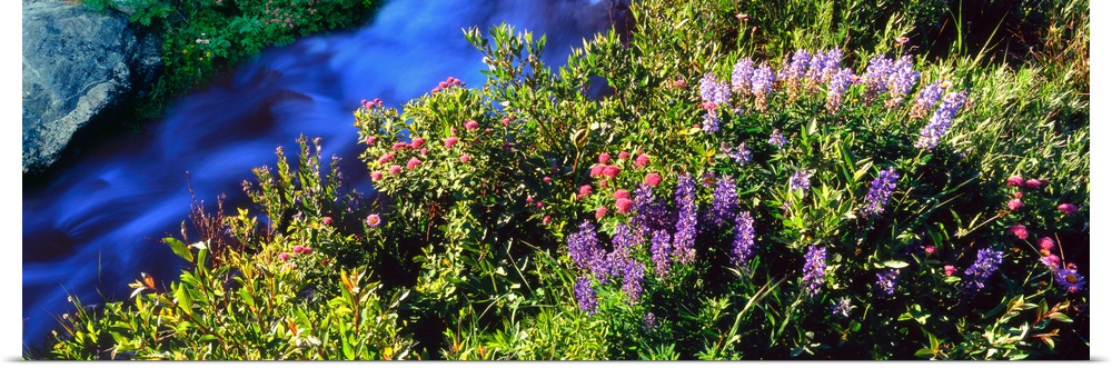 High angle view of Lupine and Spirea flowers near a stream, Grand Teton National Park, Wyoming