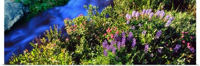 High angle view of Lupine and Spirea flowers near a stream, Grand Teton National Park, Wyoming