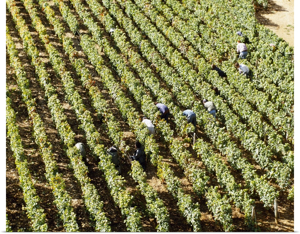 High angle view of manual workers picking grapes in a vineyard, Burgundy, France