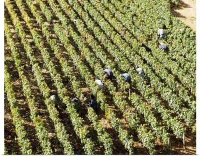 High angle view of manual workers picking grapes in a vineyard, Burgundy, France