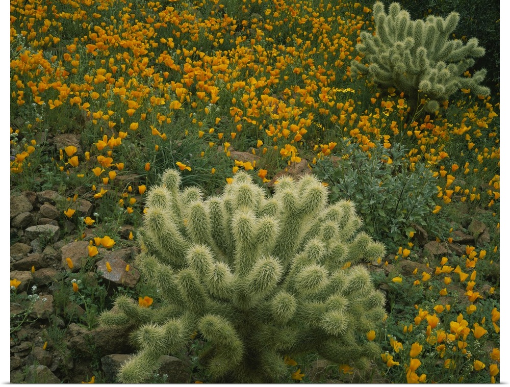 High angle view of Mexican Gold Poppies (Eschscholzia mexicana) with Teddy Bear Cholla (Opuntia bigelovii) Cactus in a fie...