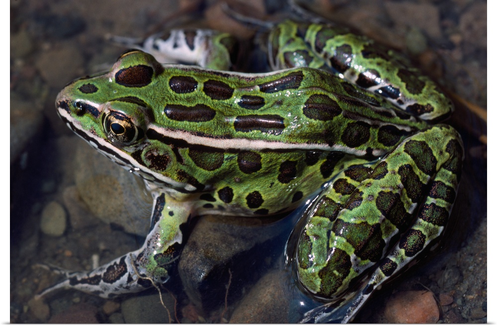 High angle view of northern leopard frog (Rana pipiens) in shallow water, New York