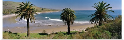 High angle view of palm trees on the beach, Refugio State Beach, California