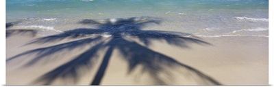 High angle view of shadow of a tree on the beach, Hawaii