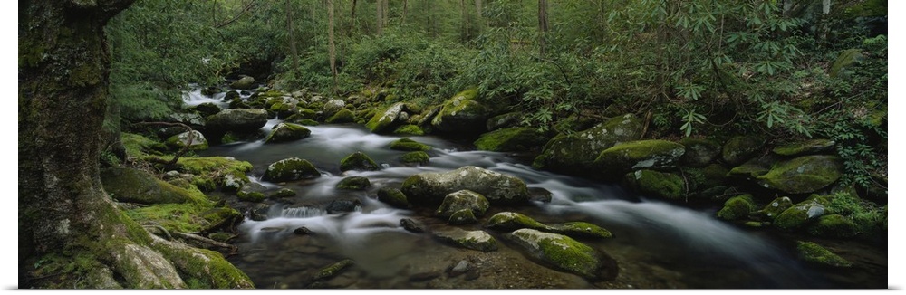 Panoramic photograph on a big canvas of a rocky stream surrounded by a dense, green forest in the Great Smoky Mountains Na...