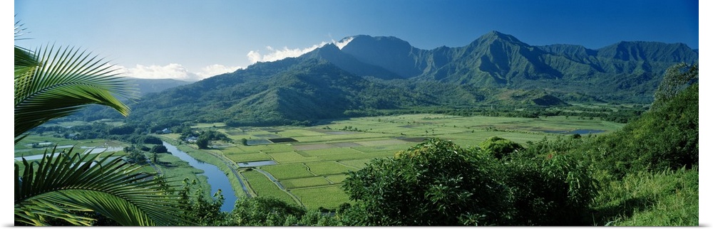 High angle view of taro fields, Hanalei Valley, Kauai, Hawaii