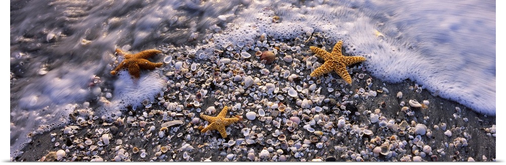 Panoramic photo of three sea stars among several small shells in the sand covered with foam from the receding tide.