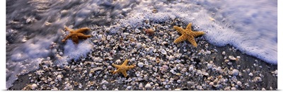 High angle view of three starfish on the beach, Gulf Of Mexico, Florida