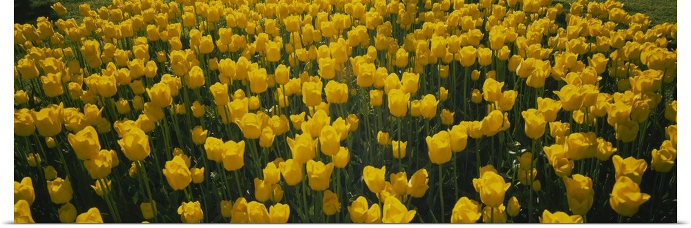 Large horizontal photograph of a dense field of bright, golden tulips in the sun, in Holland, Michigan.
